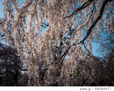 青空と枝垂桜 69384477