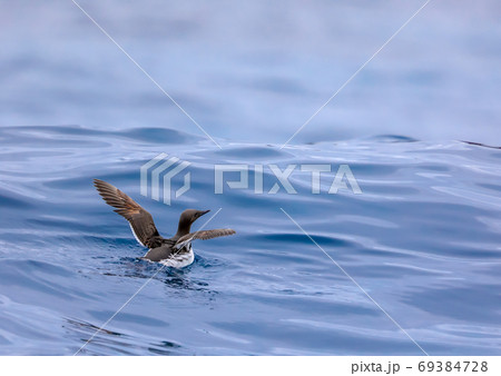 ウミガラス 69384728