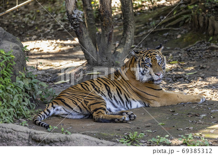 スマトラトラ 69385312