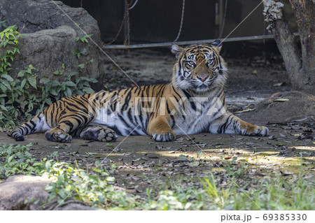 スマトラトラ 69385330