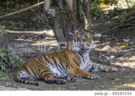 スマトラトラ 69385334