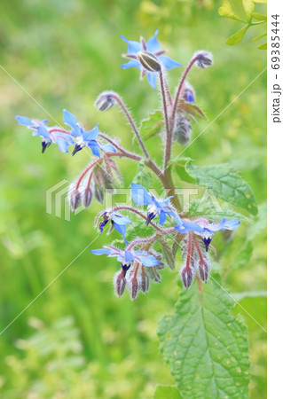 ルリジサ ハーブ系の青い花の写真素材