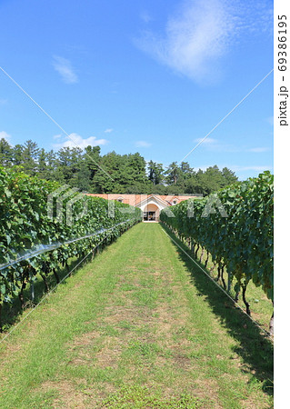 9月のワイン用ブドウ畑 安曇野のワイナリー 9月のワイン用ブドウ畑 安曇野のワイナリー 69386195