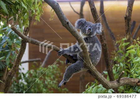 コアラ / Koala 69386477