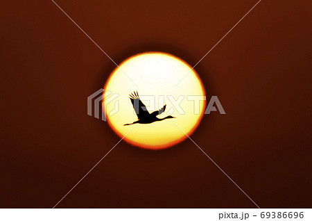 朝日を横切って飛ぶツル(鹿児島県・出水市) 朝日を横切って飛ぶツル(鹿児島県・出水市) 69386696