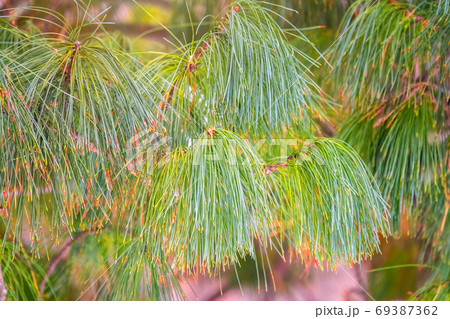 Cedar branches with long fluffy needles with a 69387362
