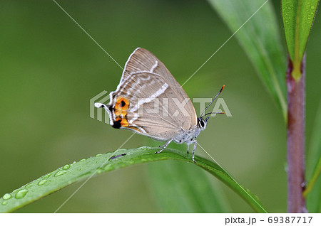 エゾミドリシジミの雌（北海道・鶴居村） 69387717
