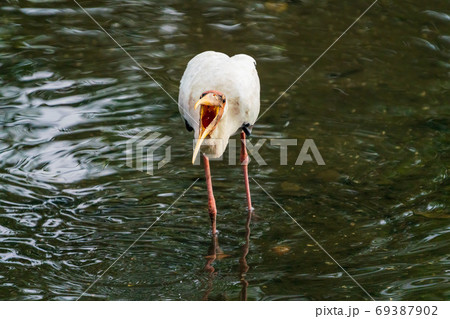 水辺にいるシロトキコウ 水辺にいるシロトキコウ 69387902