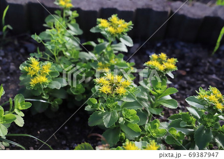 夏の花壇に咲く黄色いキリンソウの花の写真素材