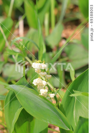 ドイツスズラン ドイツスズラン 69388003