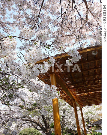 春の鶴岡八幡宮 69388364
