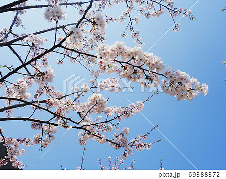 鶴岡八幡宮の桜の写真素材