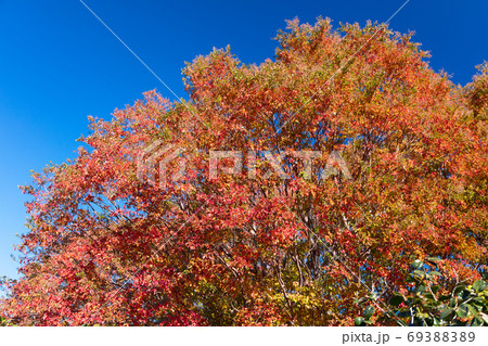 シマサルスベリの紅葉 シマサルスベリの紅葉 69388389