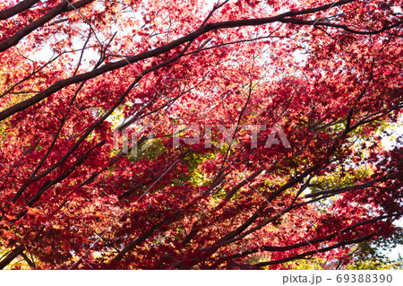 モミジの紅葉 モミジの紅葉 69388390