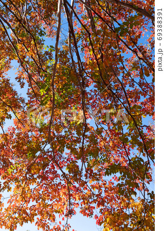 シマサルスベリの紅葉 69388391