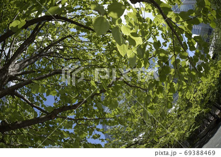 夏の都会の緑 夏の都会の緑 69388469