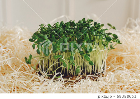 Heap of beet micro greens on table background Heap of beet micro greens on table background 69388653