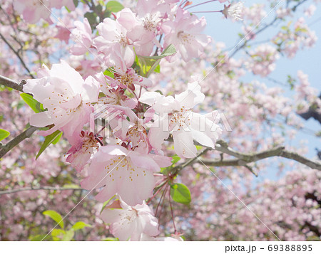 鎌倉鶴岡八幡宮の桜 69388895