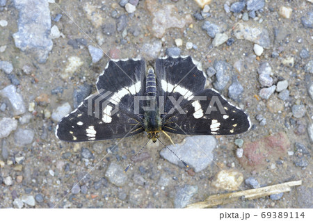 アカマダラの雄（北海道・津別町） 69389114