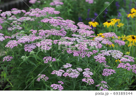 初夏の花壇に咲くノコギリソウのピンク色の花の写真素材