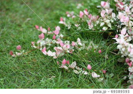 ハツユキカズラと芝生 69389393
