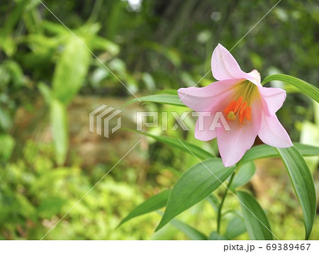 静かに佇むヒメサユリの花 静かに佇むヒメサユリの花 69389467