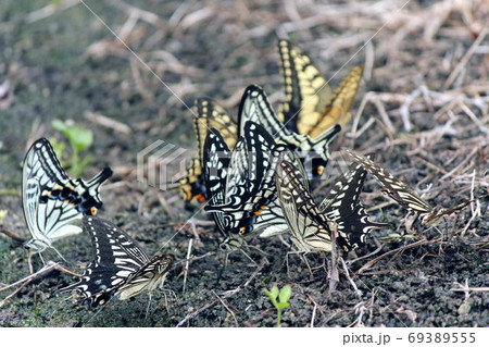 集団で吸水行動をするアゲハチョウ 集団で吸水行動をするアゲハチョウ 69389555