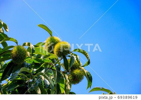 所沢市　栗畑と青空 69389619