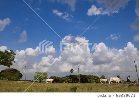 ヤンゴン近郊ペリカ村の風景 ヤンゴン近郊ペリカ村の風景 69389673