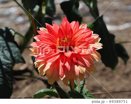 ダリア、オレンジ、フォーマル系、中小輪 ダリア、オレンジ、フォーマル系、中小輪 69389751