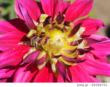 ダリア、赤、マゼンタ、アネモネ咲き系、中輪 ダリア、赤、マゼンタ、アネモネ咲き系、中輪 69389752
