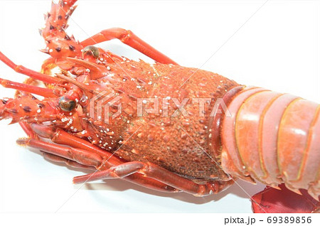 ボイルした伊勢海老 白背景 ボイルした伊勢海老 白背景 69389856