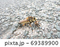 シオヤアブの捕食現場 69389900