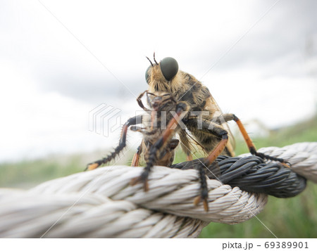 シオヤアブの捕食。ミツバチ食べられる1 69389901