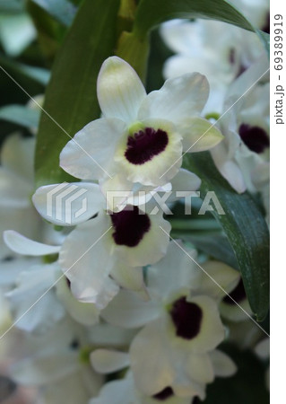 白い蘭 白い蘭 69389919
