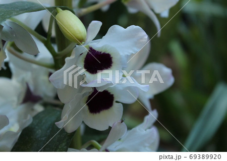 白い蘭 白い蘭 69389920