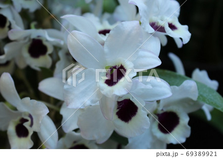 白い蘭 69389921