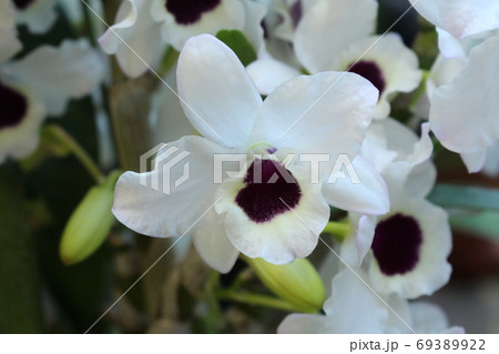 白い蘭 白い蘭 69389922