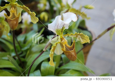 パフィオペディラム パフィオペディラム 69390051