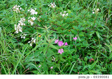 霧ヶ峰八島湿原の花の写真素材