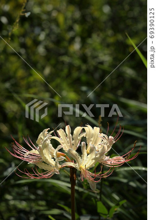 彼岸花の写真素材 彼岸花の写真素材