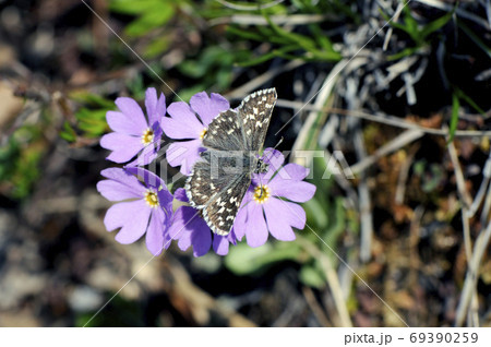 吸蜜するヒメチャマダラセセリ（北海道・アポイ岳） 69390259