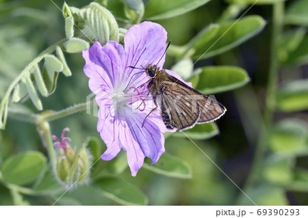 吸蜜するコチャバネセセリ（北海道・知床） 69390293
