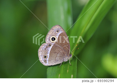 コジャノメ（岡山県・新見市） 69390294