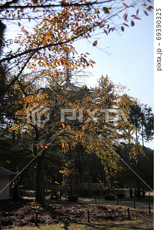 醍醐寺の秋 醍醐寺の秋 69390325