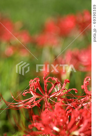 彼岸花 69390389