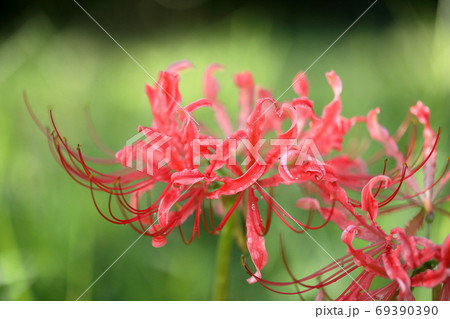 彼岸花 彼岸花 69390390