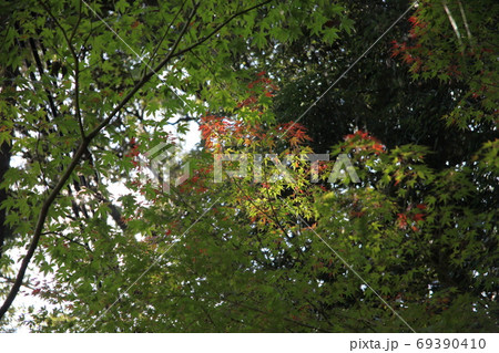 醍醐寺の秋 醍醐寺の秋 69390410