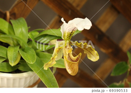 パフィオペディラム パフィオペディラム 69390533