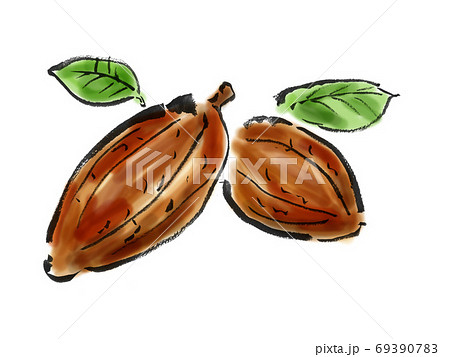 茶色いカカオの実のイラスト　手描きの植物イラスト素材 69390783
